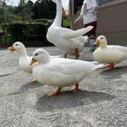 もりもり