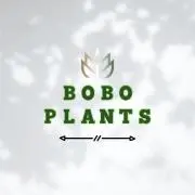BoBoの画像