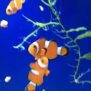 こうきの画像
