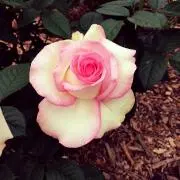 さくら