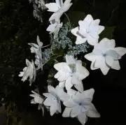 藤の画像