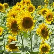 夏みかんの画像