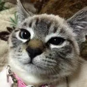 スターダスト