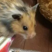 ゆぅき
