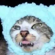 どさんこ猫