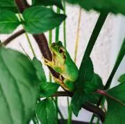 マツコ♀
