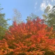 もみじの画像