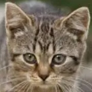キジトラの画像