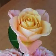 ミナ