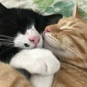 みゆみゆの画像