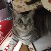 とも。