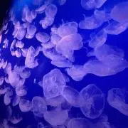 Mの画像
