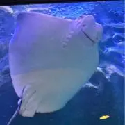 りゅりゅの画像