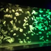 へーさんの画像