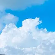 アイビーの画像