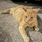 ひっさの画像