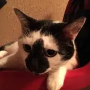 tomekoの画像
