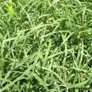 Hayabusaの画像