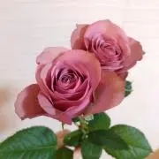 あぴの画像