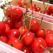 Cherryの画像