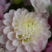 ゆき