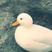 M.A.の画像