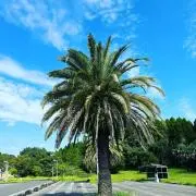 くーの画像