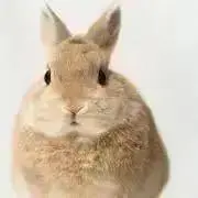 rippy★の画像