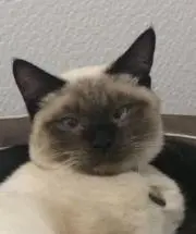 ポポ