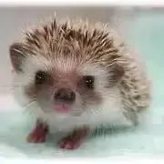 ハリー*
