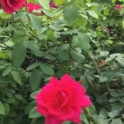 ♡♪ルル♪♡の画像