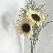 marucoの画像