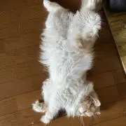 くろにゃんの画像