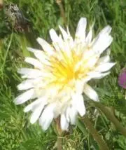 かったんこっとん