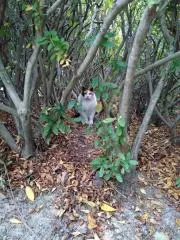 モウモウの画像