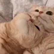 ♥︎