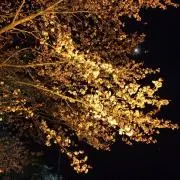 シゲ