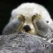 けのけのけの画像