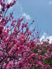 のり☆の画像