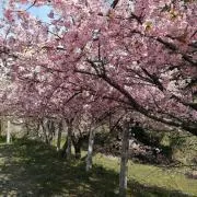yoshi35の画像