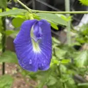若葉の画像