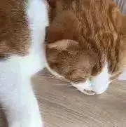 マルスの画像