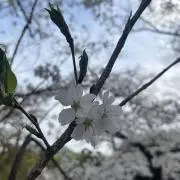小麦粉の画像