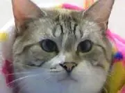 トトロママの画像