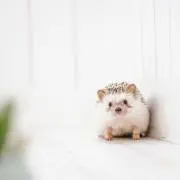 xxxxの画像