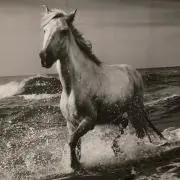 ケリーの画像