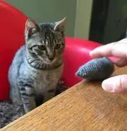 たみフルの画像