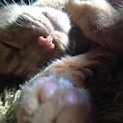 せせらぎ