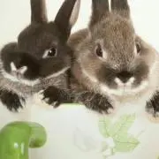 のふのふの画像