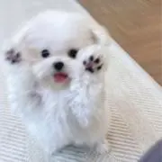 ♡の画像